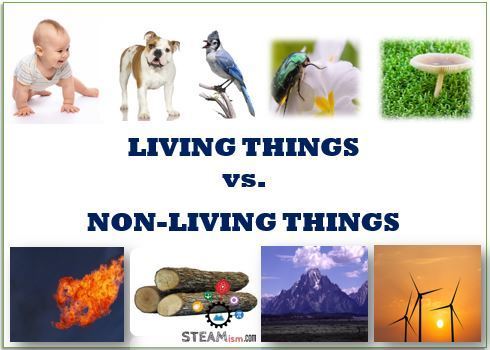 Living, Non-Living and Once Living Quiz - Interactive