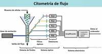 Histogramas - Grado 2 - Quizizz