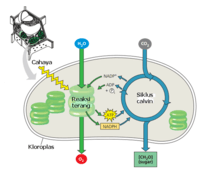 metabolisme - Kelas 12 - Kuis