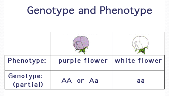 Genetics Review questions & answers for quizzes and tests - Quizizz