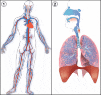 los sistemas circulatorio y respiratorio - Grado 6 - Quizizz