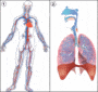 Respiratory & Circulatory System Review