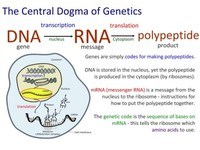 developmental biology - Grade 9 - Quizizz