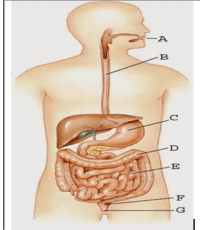 Makanan akan mengalami pencernaan selama dalam saluran pencernaan tetapi dalam organ tertentu makana