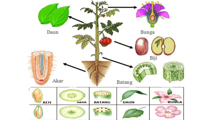 Pembuluh yang mengangkut zat-zat makanan hasil fotosintesis ke seluruh tubuh tumbuhan adalah