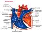 Cardiac Cycle and Conduction