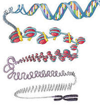 genetic mutation - Year 2 - Quizizz