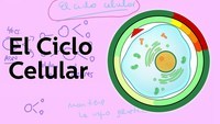 o ciclo celular e a mitose Flashcards - Questionário