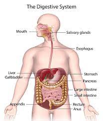 the digestive and excretory systems - Year 8 - Quizizz