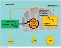 cellular respiration - Grade 11 - Quizizz