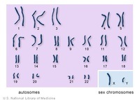 cell division - Class 8 - Quizizz