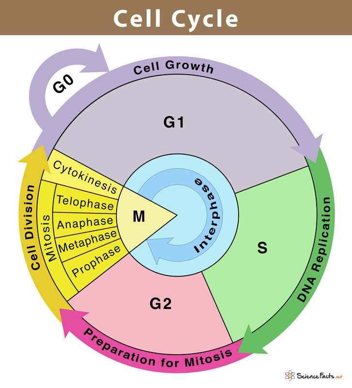 the cell cycle and mitosis - Grade 12 - Quizizz