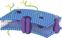 the cell membrane - Year 11 - Quizizz