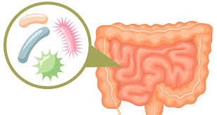 Microbiome Unit 1 Review