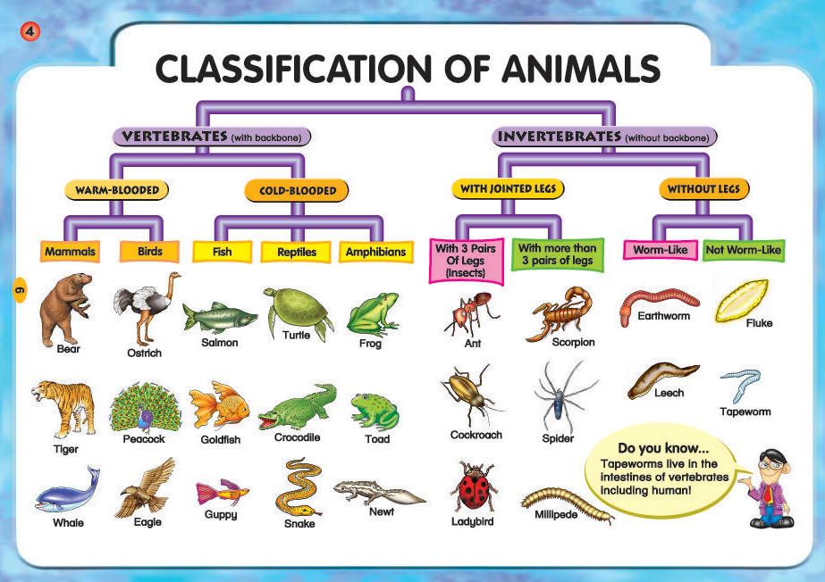vertebrates and invertebrates - Class 5 - Quizizz
