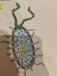 bakteri dan archaea - Kelas 5 - Kuis
