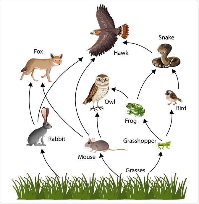 Food Webs