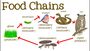 Food Chains and Webs