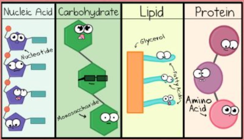 Macromolecules