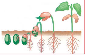 Hormon kalin yang berperan dalam membentuk organ tumbuhan berupa bunga yang terlihat pada gambar ada