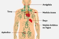 el sistema inmune - Grado 4 - Quizizz