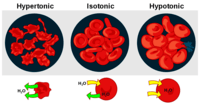 osmosis and tonicity - Year 6 - Quizizz