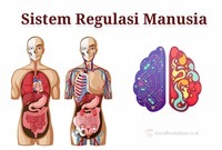 regulasi gen - Kelas 11 - Kuis