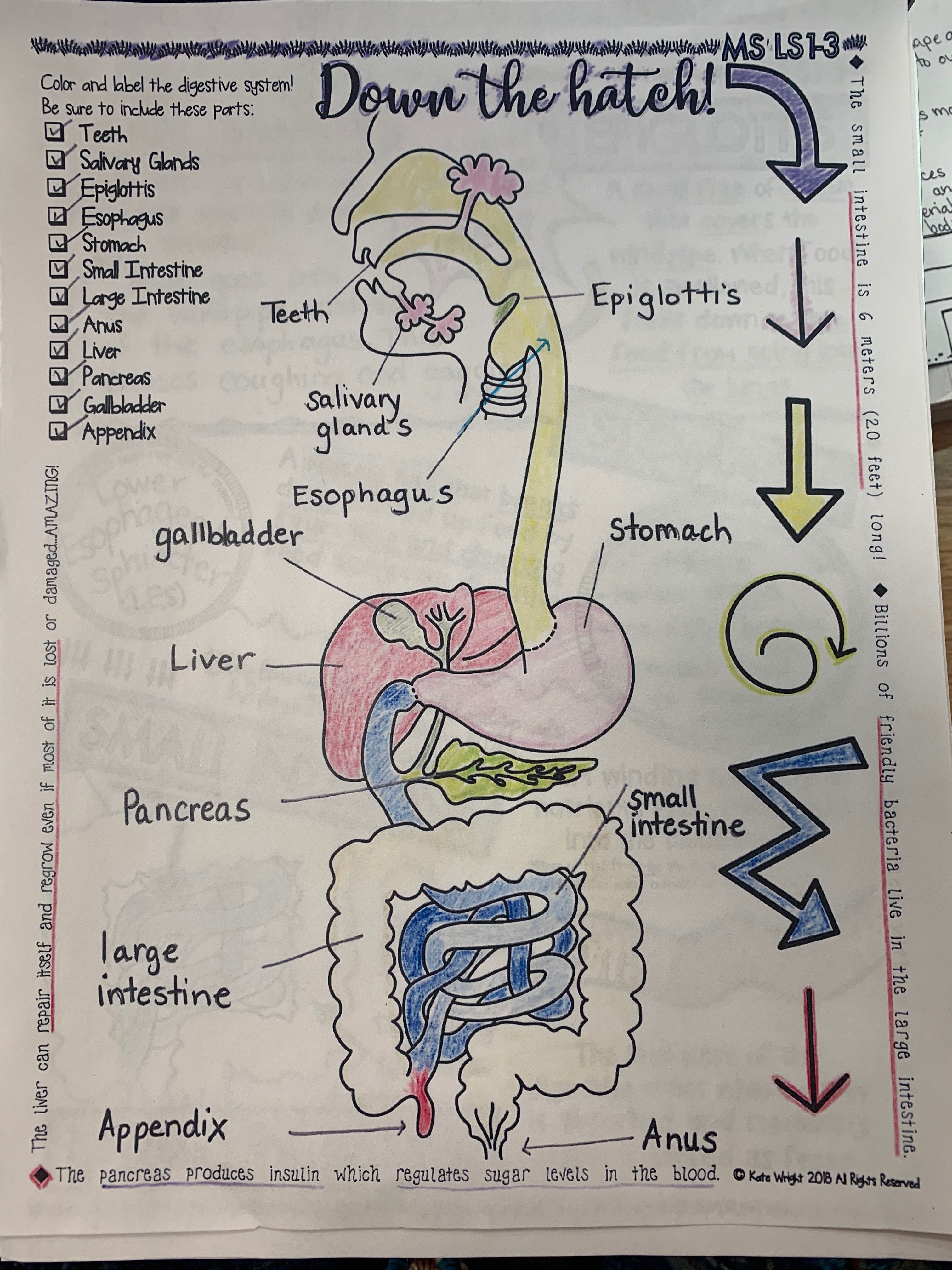 Digestive System - 6th Grade | Science - Quizizz