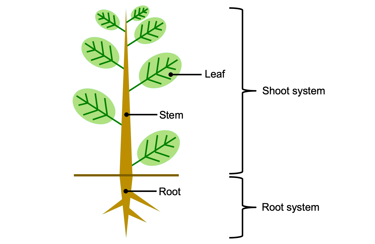 Plant Structure Bio Blitz | Biology - Quizizz