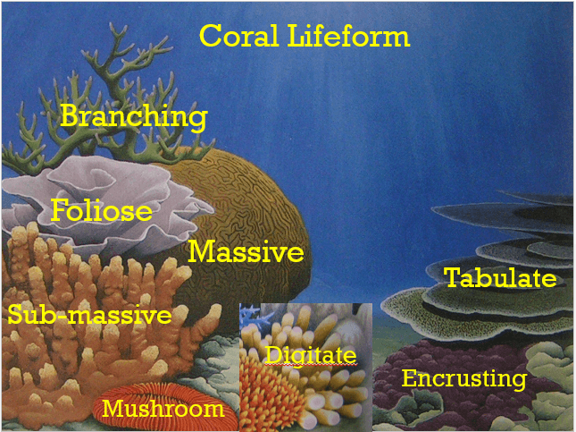 Coral Lifeform Identification