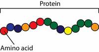 Amino Acids - Class 12 - Quizizz