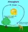 Oxygen Cycle