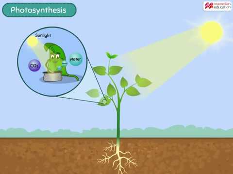 photosynthesis - Grade 4 - Quizizz