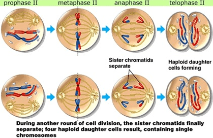 Perhatikan pernyataan yang terjadi pada fase pembelahan meiosis berikut