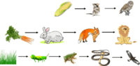 food chain - Year 10 - Quizizz