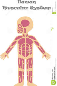 Musculoskeletal System