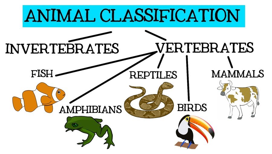 Animal Classification | 673 plays | Quizizz