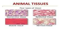 tissues - Class 10 - Quizizz