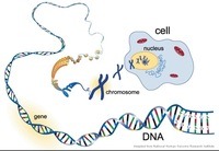 struktur dan jumlah kromosom - Kelas 12 - Kuis