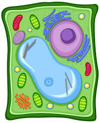 diagrama de células vegetales Tarjetas didácticas - Quizizz