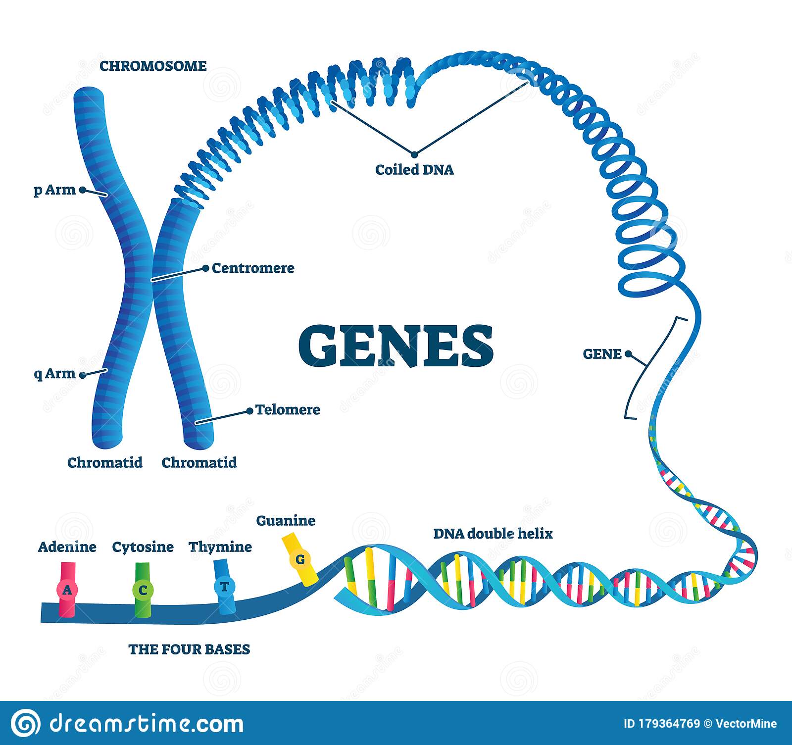 dna structure and replication - Class 8 - Quizizz