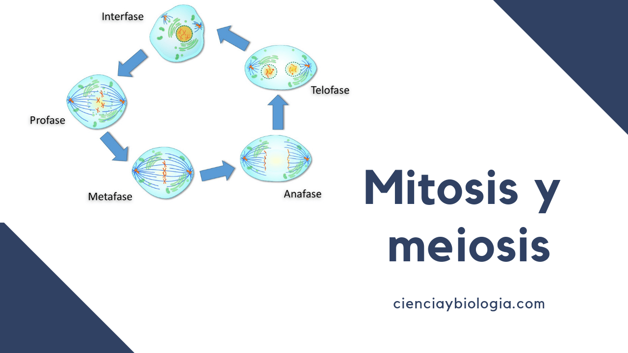 meiosis - Class 1 - Quizizz