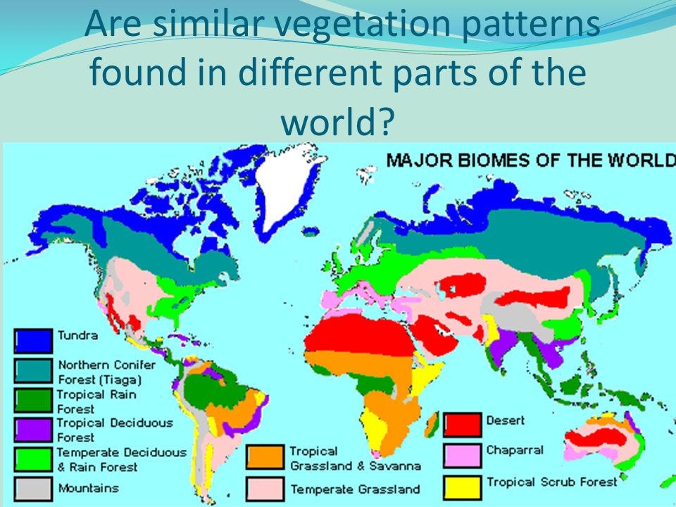 8-8-gr-8-climate-and-vegetation-other-quiz-quizizz