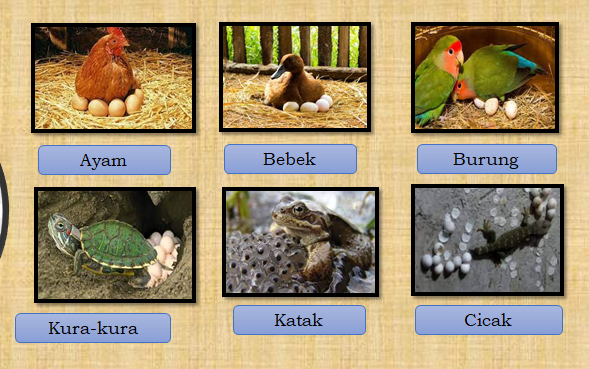 50 Gambar Ayam Kucing Bebek Cicak Burung Terbaik