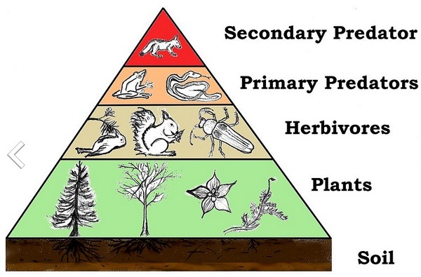 Trophic Levels | Science - Quizizz