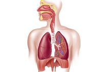 Sistem Pernapasan Manusia