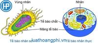 Hoá học Flashcards - Quizizz