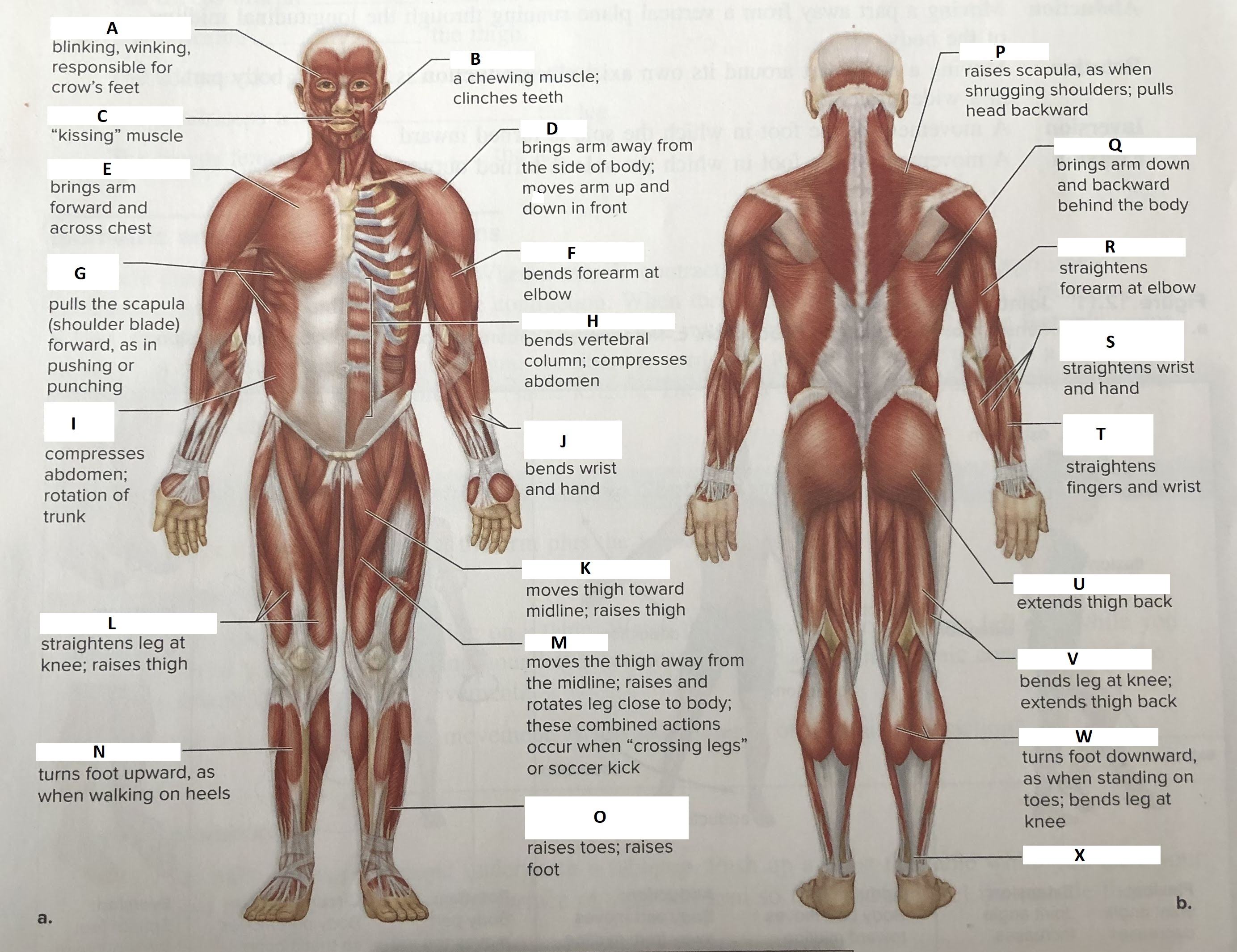 Muscle Identification Quiz Answer Key