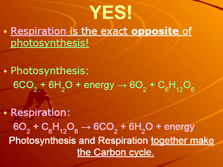 Cellular Respiration | Science - Quizizz