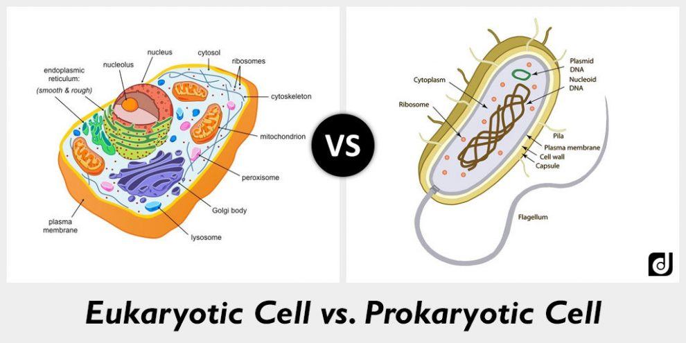 Prokaryotic vs Eukaryotic Cells | General Science - Quizizz